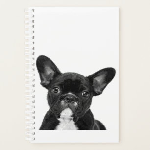 Adorable Dog Black French Bulldog Face Planer