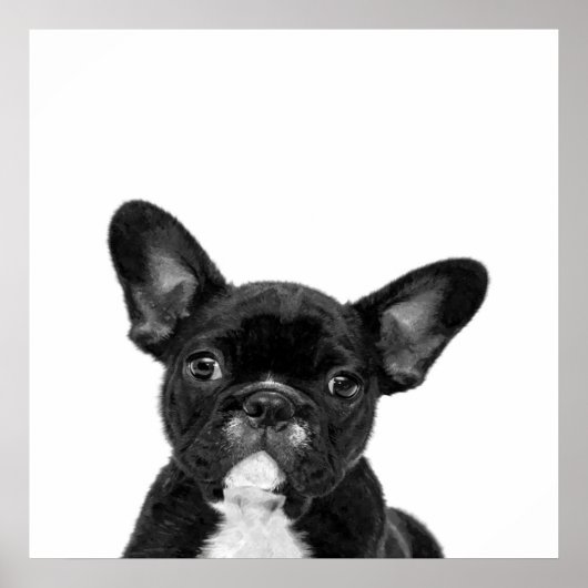 Adorable Dog | Black French Bulldog Face Poster (Vorne)