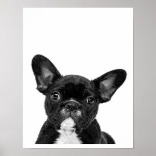 Adorable Dog   Black French Bulldog Face Poster