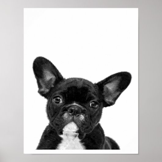 Adorable Dog | Black French Bulldog Face Poster (Vorne)
