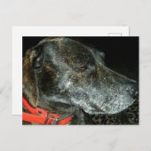 Adorable Dog Postkarte (Vorne/Hinten)