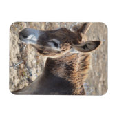 Adorable Donkey Magnet (Horizontal)