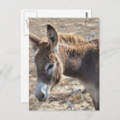 Adorable Donkey Postkarte (Vorne/Hinten)