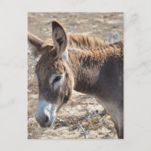Adorable Donkey Postkarte