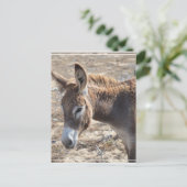 Adorable Donkey Postkarte (Stehend Vorderseite)