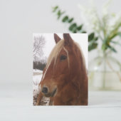 Adorable Draft Horse Gelding im Winter Postkarte (Stehend Vorderseite)