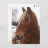 Adorable Draft Horse Gelding im Winter Postkarte (Vorne/Hinten)