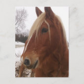 Adorable Draft Horse Gelding im Winter Postkarte (Vorderseite)