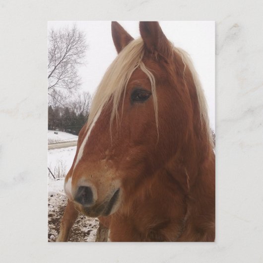 Adorable Draft Horse Gelding im Winter Postkarte (Vorderseite)