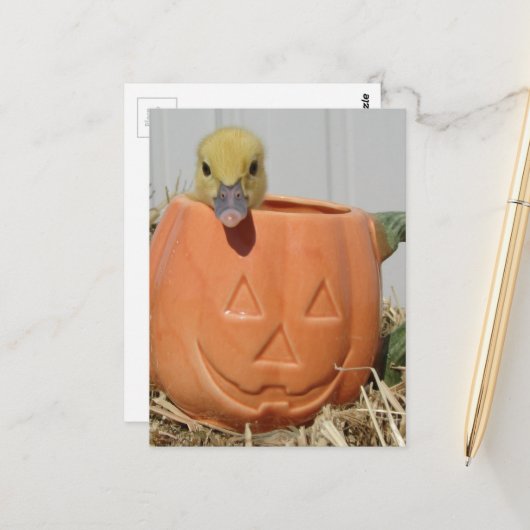 Adorable Duckling in a Pumpkin  Postkarte (Vorderseite/Rückseite Beispiel)