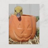 Adorable Duckling in a Pumpkin  Postkarte (Vorderseite)