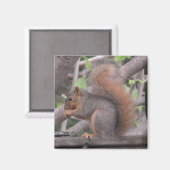 Adorable Eichhörnchen Ess ein Nut-Foto Magnet (Vorderseite/Rückseite)
