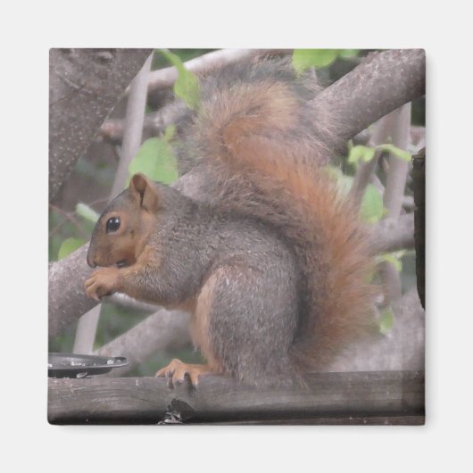 Adorable Eichhörnchen Ess ein Nut-Foto Magnet (Vorne)