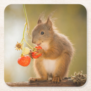 Adorable Eichhörnchen Ess eine helle rote Erdbeere Rechteckiger Pappuntersetzer