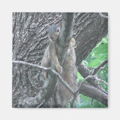 Adorable Eichhörnchen schlafen auf einem Zweig Magnet (Vorne)