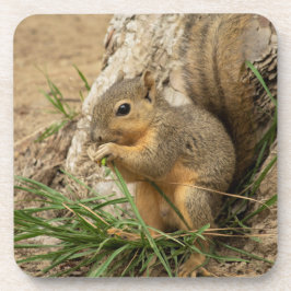 Adorable Eichhörnchen Untersetzer Set
