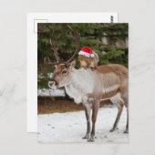 Adorable Eichhörnchen Weihnachten und Weihnachten Postkarte (Vorne/Hinten)