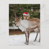 Adorable Eichhörnchen Weihnachten und Weihnachten Postkarte (Vorderseite)