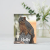 Adorable Eichhörnchenfotos | Hallo Postkarte (Stehend Vorderseite)