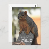 Adorable Eichhörnchenfotos | Hallo Postkarte (Vorne/Hinten)