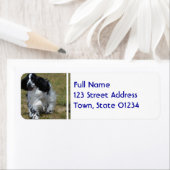 Adorable English Cocker Spanisch (Insitu)