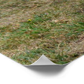 Adorable English Cocker Spanisch Poster (Ecke)