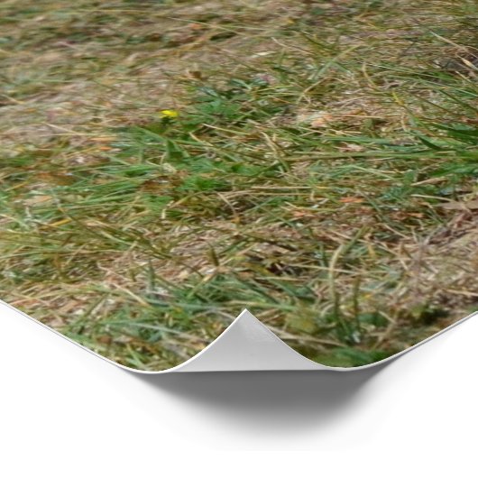 Adorable English Cocker Spanisch Poster (Ecke)