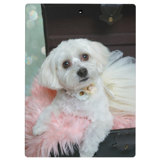 Adorable Fancy White Puppy Portrait Photo Klemmbrett (Rückseite)