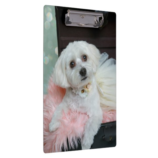 Adorable Fancy White Puppy Portrait Photo Klemmbrett (Rechts)