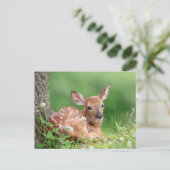 Adorable Fauna, die unter einem Baum liegt Postkarte (Stehend Vorderseite)