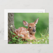 Adorable Fauna, die unter einem Baum liegt Postkarte (Vorne/Hinten)