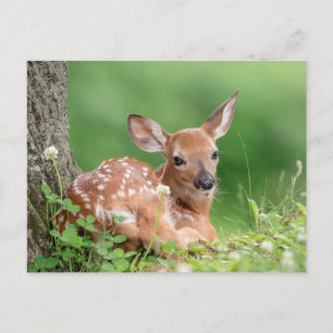 Adorable Fauna, die unter einem Baum liegt Postkarte