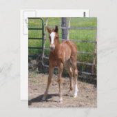 Adorable Filly Postkarte (Vorne/Hinten)