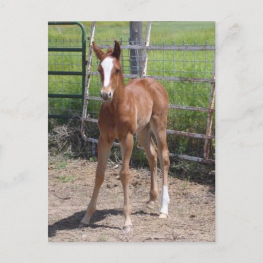 Adorable Filly Postkarte (Vorderseite)