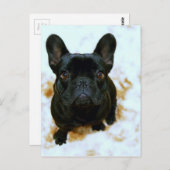 Adorable Französisch Bulldog Welpe! Postkarte (Vorne/Hinten)