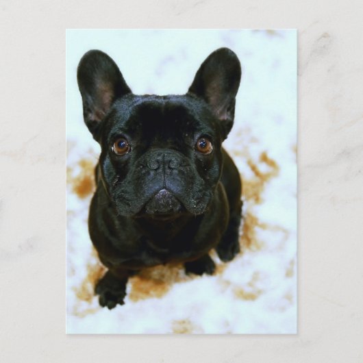 Adorable Französisch Bulldog Welpe! Postkarte (Vorderseite)