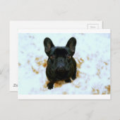 Adorable Französisch Bulldog Welpe! Postkarte (Vorne/Hinten)
