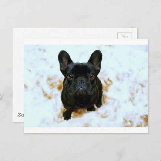 Adorable Französisch Bulldog Welpe! Postkarte (Vorne/Hinten)