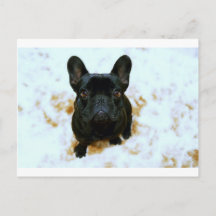 Adorable Französisch Bulldog Welpe!