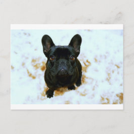 Adorable Französisch Bulldog Welpe! Postkarte