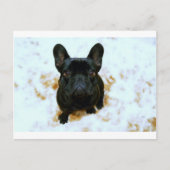Adorable Französisch Bulldog Welpe! Postkarte (Vorderseite)