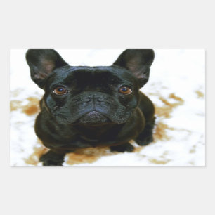 Adorable Französisch Bulldog Welpe! Rechteckiger Aufkleber