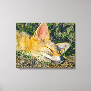 Adorable Fuchs schlafend Schließfotografie Leinwanddruck