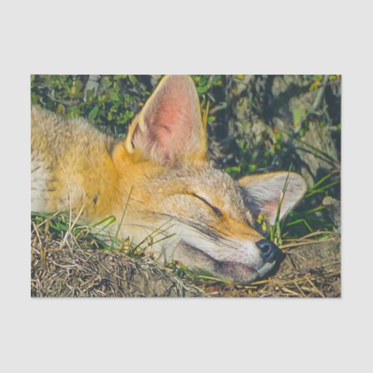 Adorable Fuchs schlafend Schließfotografie Seidenpapier (Vorderseite)