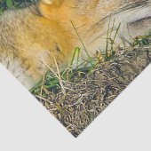 Adorable Fuchs schlafend Schließfotografie Seidenpapier (Ausschnitt)