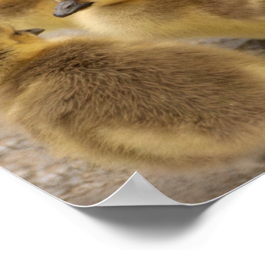 Adorable Fuzzy Baby Geese Goslings Group von 3 Poster (Ecke)