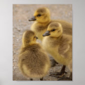 Adorable Fuzzy Baby Geese Goslings Group von 3 Poster (Vorne)