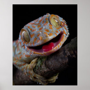 Adorable Gay Gecko Poster