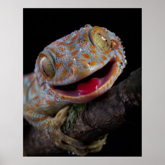 Adorable Gay Gecko Poster (Vorne)