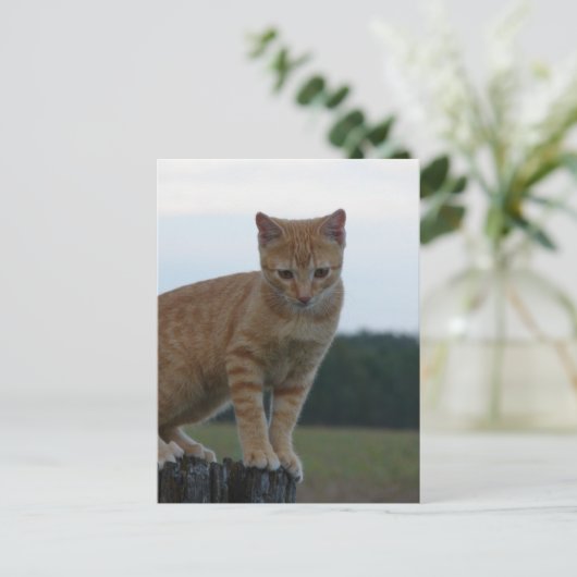 Adorable Ginger Kitten in der Country-Fotografie Postkarte (Stehend Vorderseite)